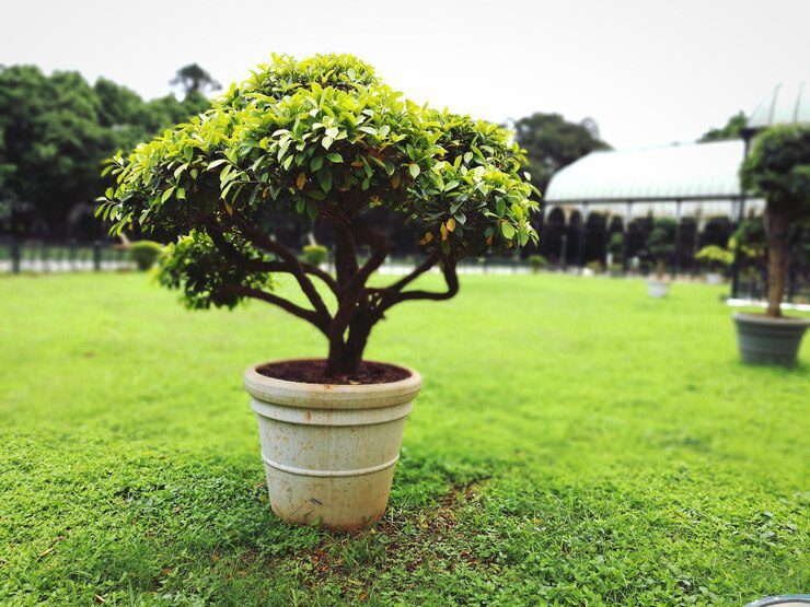 Tree Close Up Green Plant On Lawn 1048944 28693314