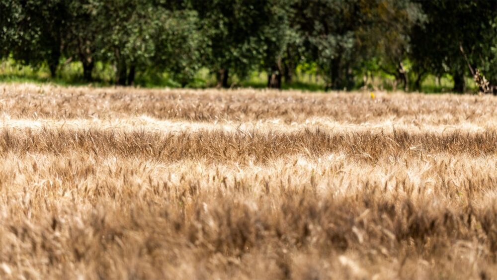 Ιταλικά ζυμαρικά