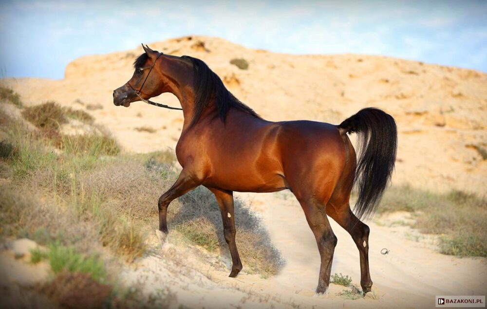 Το πιο αγαπητό αραβικό άλογο Wadee Al Shaqab