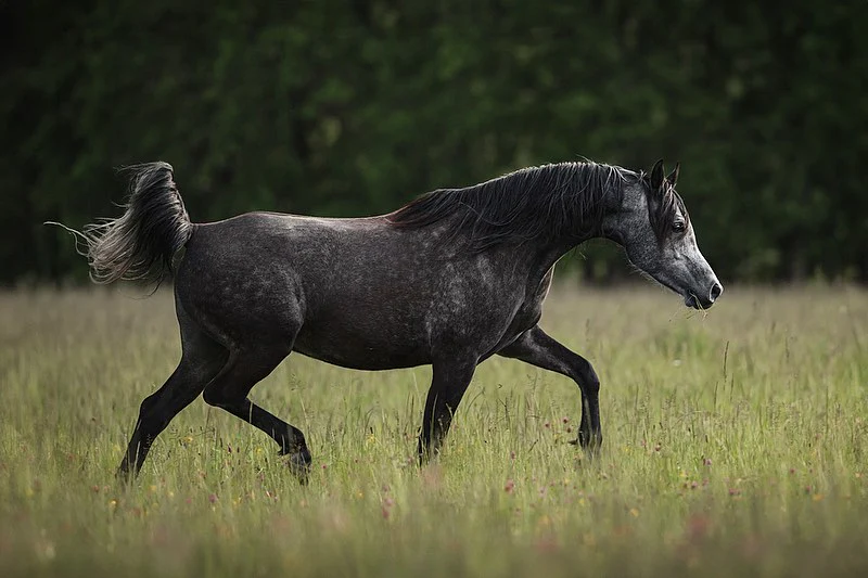 Ιπποειδές Αραβικά Blog
