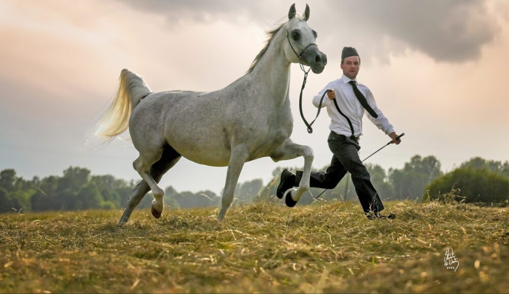 Εκτροφή Αραβικών Ίππων