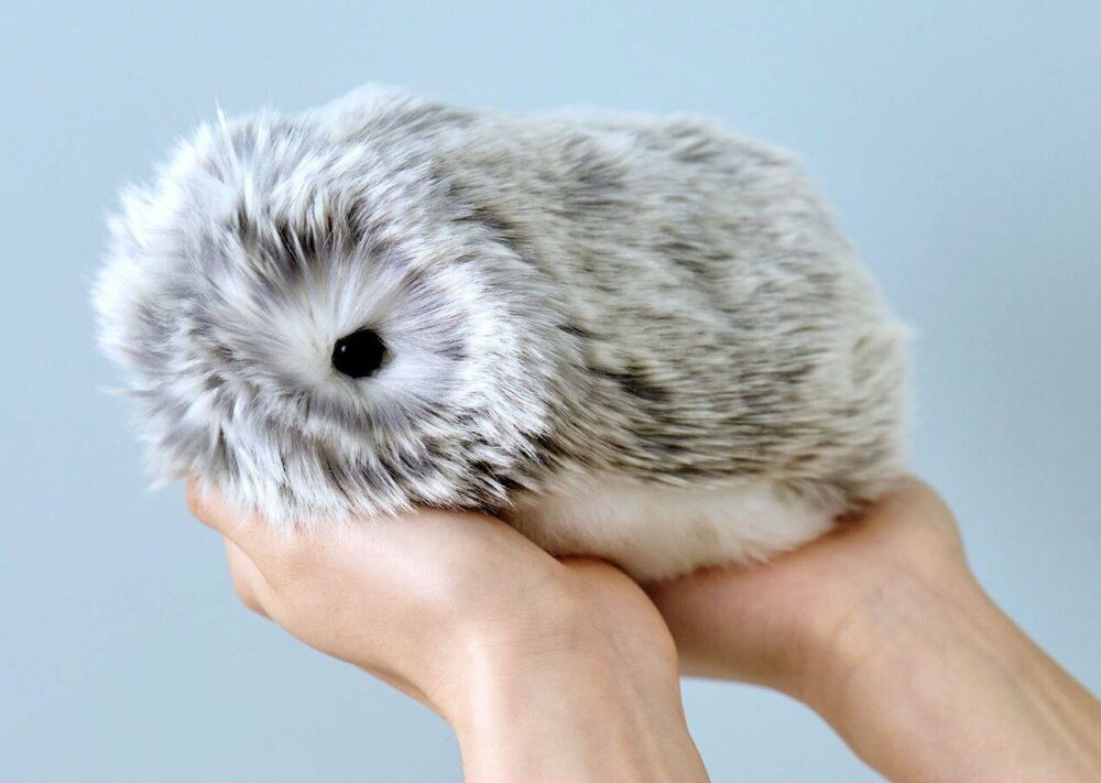 Moflin Μπορείς να το αγοράσεις στην Πολωνία