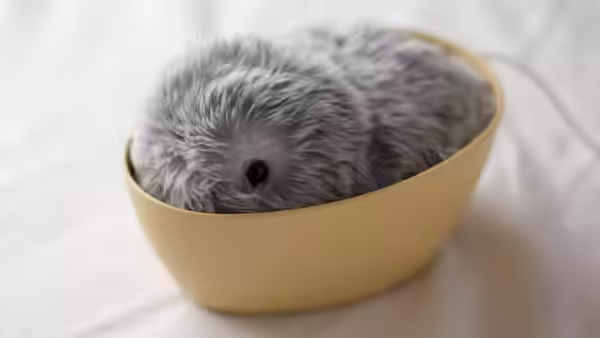 Moflin Τι Είναι Αυτό