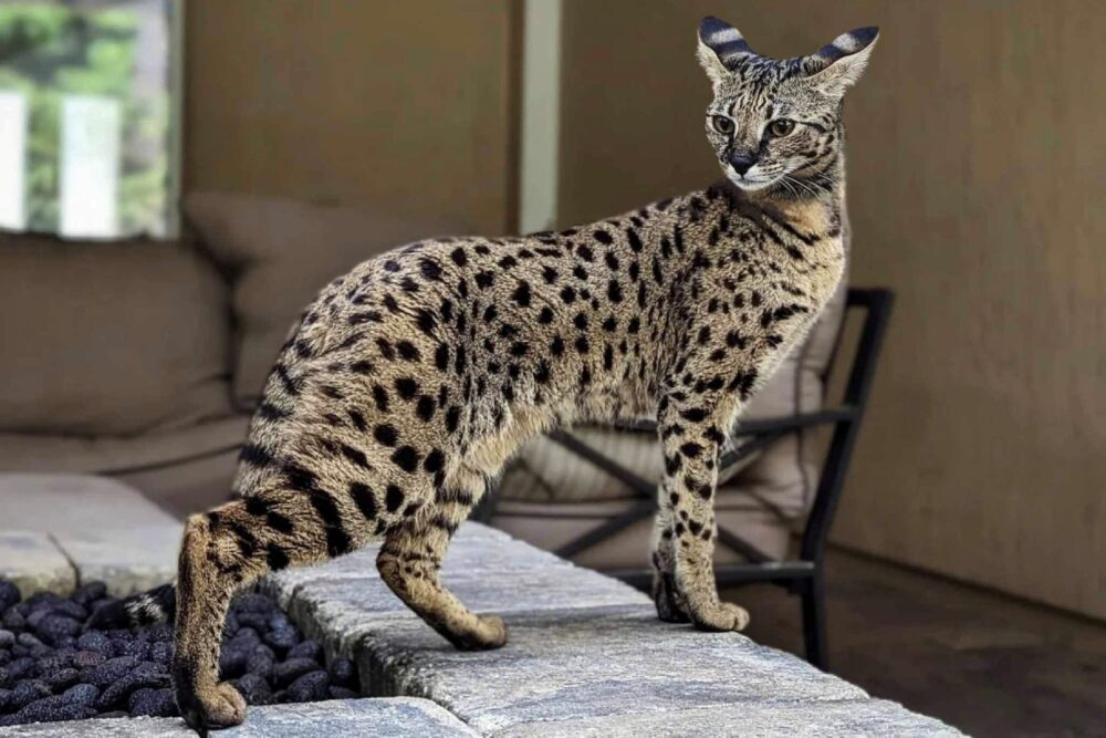 Ποια Είναι Η Πιο Ακριβή Γάτα