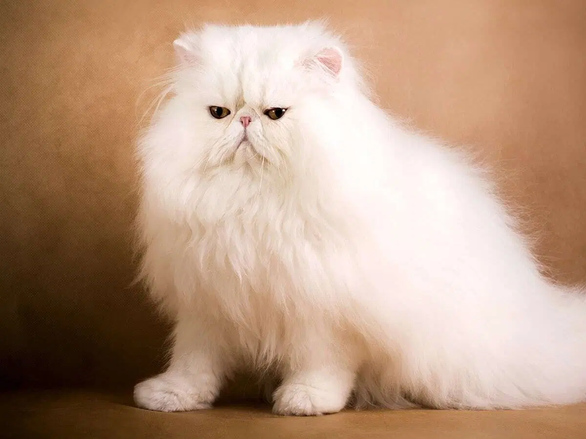 Πόσο Κοστίζει Η Πιο Ακριβή Γάτα Blog