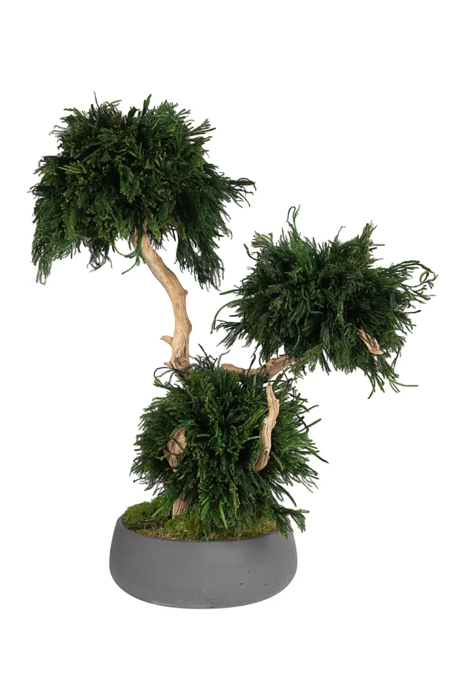 Σε τι συνίσταται η σταθεροποίηση των φυτών