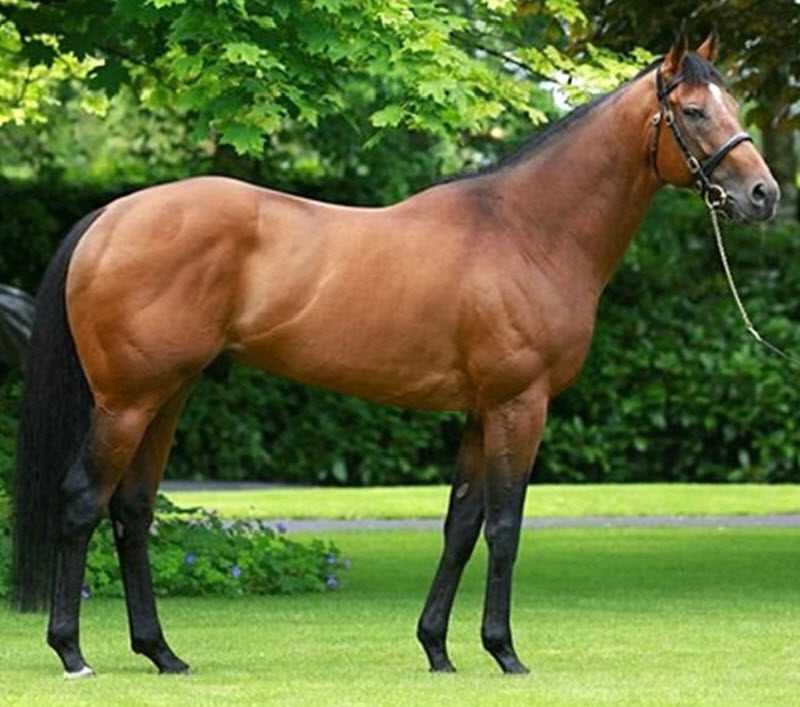 Ιδιοσυγκρασία του Φολμπλούτα