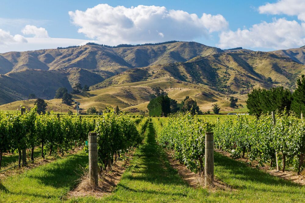 Περιοχή Marlborough Οινοπαραγωγός